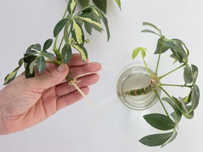 schefflera plants watering schedule